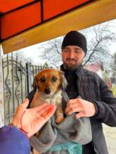 caring owner loves his dog