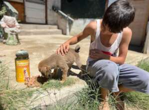 Providing food, deparasite, vaccines for pup