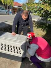 Picking up Georgeta's dogs