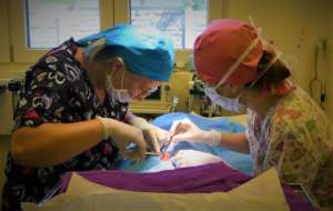 Dr Simina at the Veterinary Training Camp