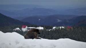 Dog overlooking his village