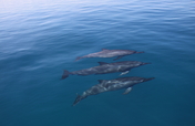 Long-term protection of Whales & Dolphins in Fiji