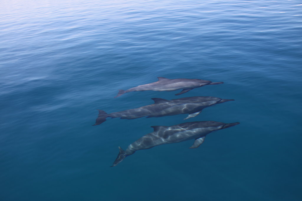 Long-term protection of Whales & Dolphins in Fiji