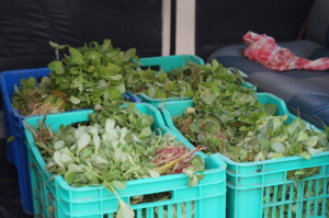 75 Bundles of 5 Different Greens
