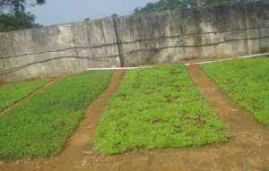 Greens at the growing stage