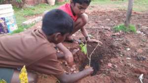Planting a sapling