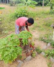 engaged in gardening