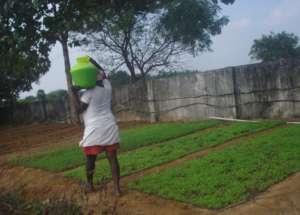 Watering the Greens