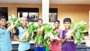 Harvesting the vegetables
