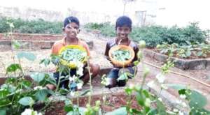 Harvesting the vegetables