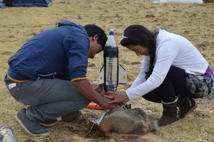 Rosa Readies Her Award Winning Rocket For Takeoff
