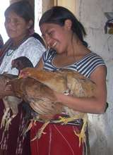 Sustainable Chicken Farm for Guatemalan Women