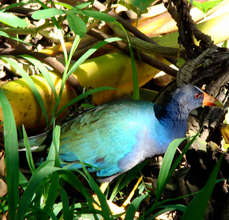 Blue Gallinule, a water bird in San Luis forest