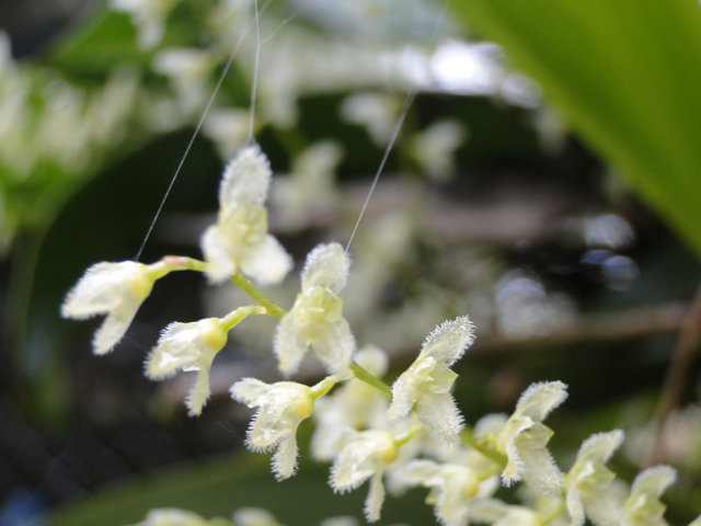 Each separate flower bursting with aroma