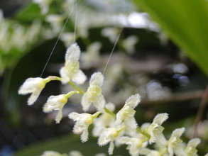 Each separate flower bursting with aroma