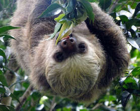 Two-toed Sloths depend on Marianos forest
