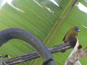 Bananaquit on a bunch of bananas