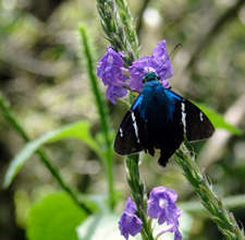 Butterfly from Mariano's forest in San Luis