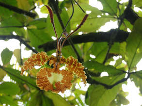 "Butterfly" orchid in bloom