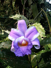 Flor de un Dia, a resident orchid, San Luis forest