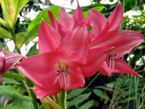Beautiful tropical flower