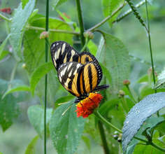 A resident butterfly feeding on Lantana flower