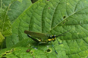 Green Hopper at the San Luis forest area