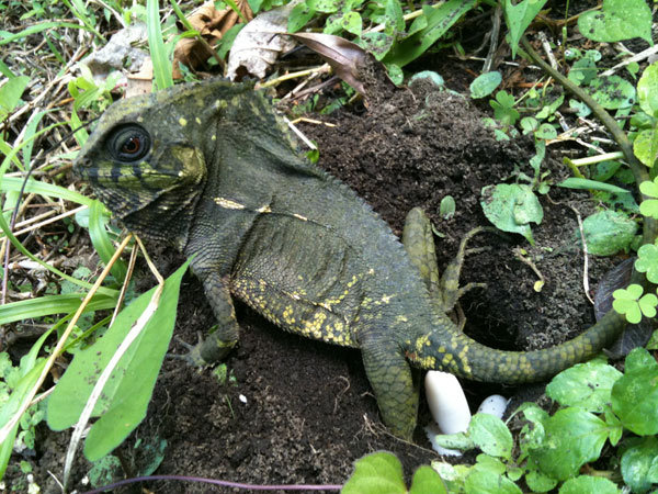 Small iguana laying her eggs at La Reserva