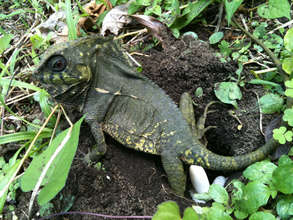 Small iguana laying her eggs at La Reserva