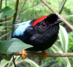 One inhabitant of the San Luis Forest, Manakin