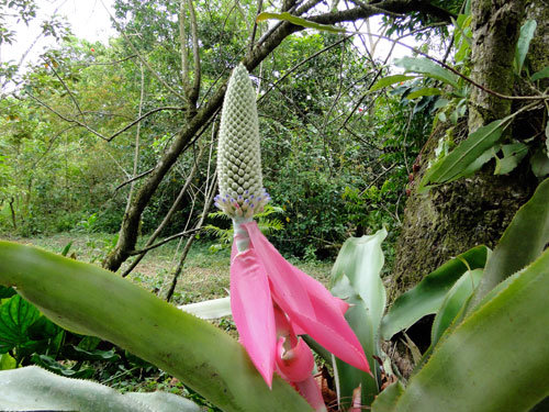 Save San Luis Forest, Save This Family, Costa Rica