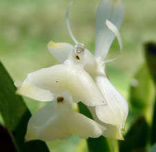 Dancing Lady orchid