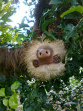 Two-toed Sloth, another resident