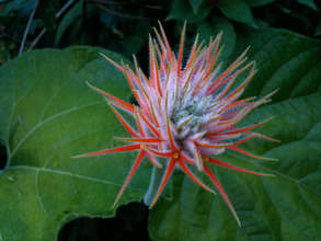 Vine flower in the Arias forest reserve
