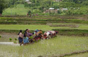 Ensure Food Security Through Sustainable Practices