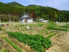 Result of all the efforts. Vegetables grow nicely