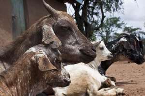 Five goats that made a difference