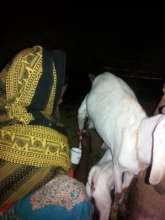 Goat's milk can have many nutrients for children