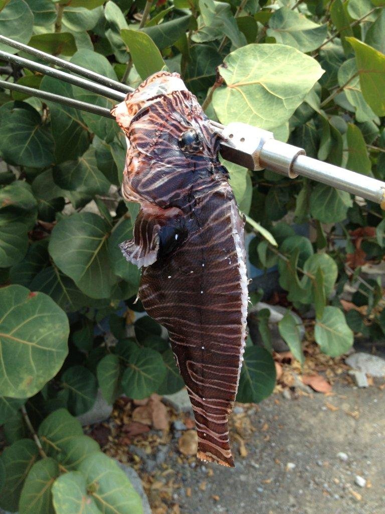 Lion Fish