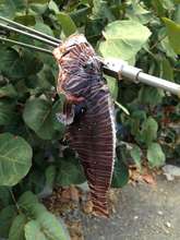 Lion Fish