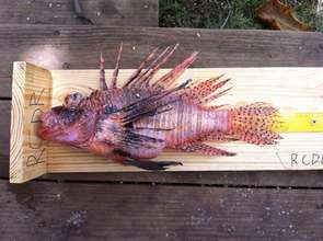 The biggest Catch at the Lion Fish Fair