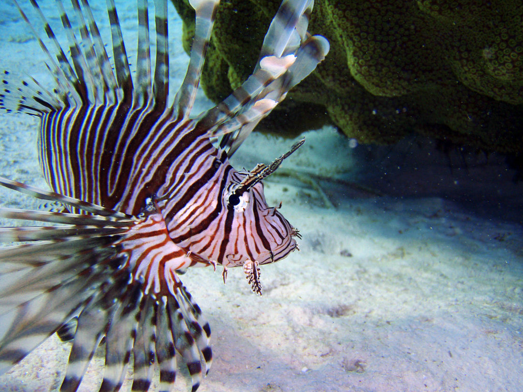 Controlling Lion Fish Invasion in the Caribbean