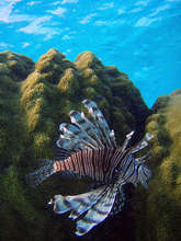 Lion Fish in Dominican waters