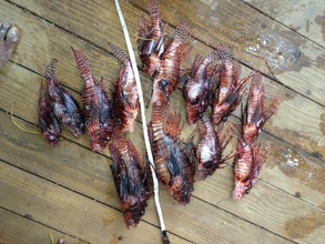 lionfish catch of the day