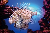 Controlling Lion Fish Invasion in the Caribbean