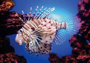 Controlling Lion Fish Invasion in the Caribbean