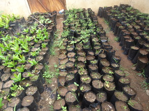 Seedlings at school, ready for planting.