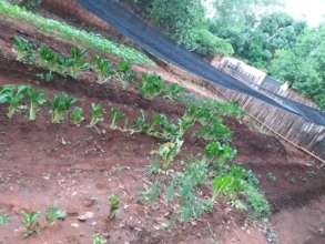 Organic Vegetable Garden