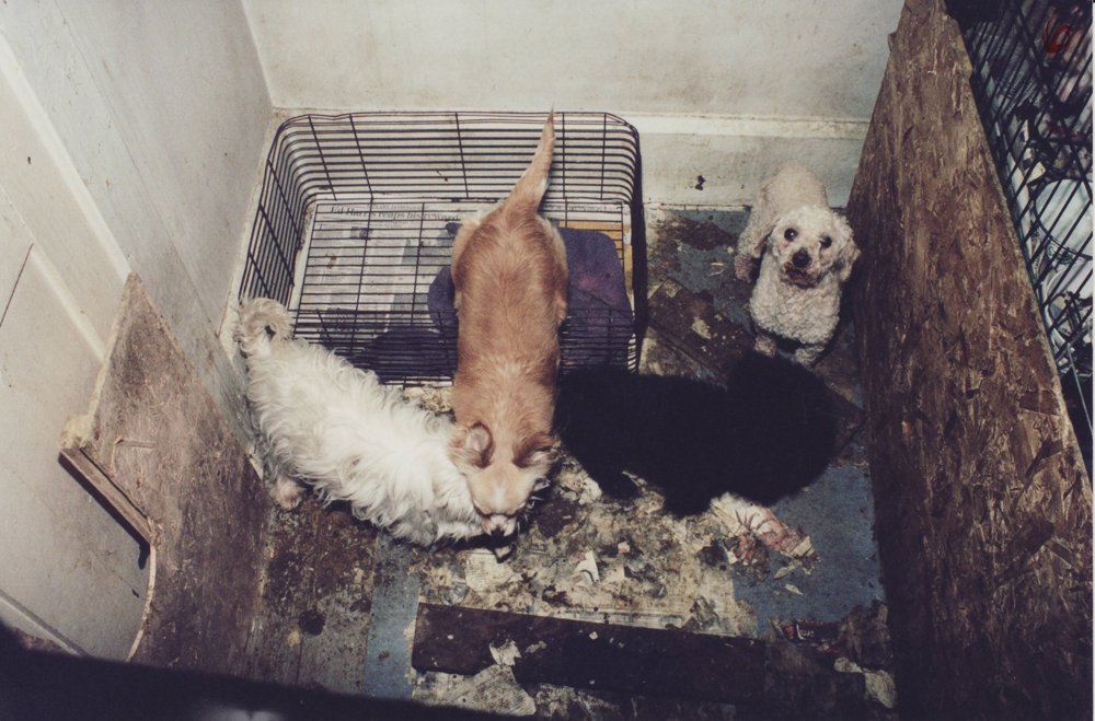 Puppy Mills = Puppy Cruelty