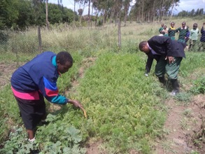 Nyonjoro Primary School garden- plenty of carrots!